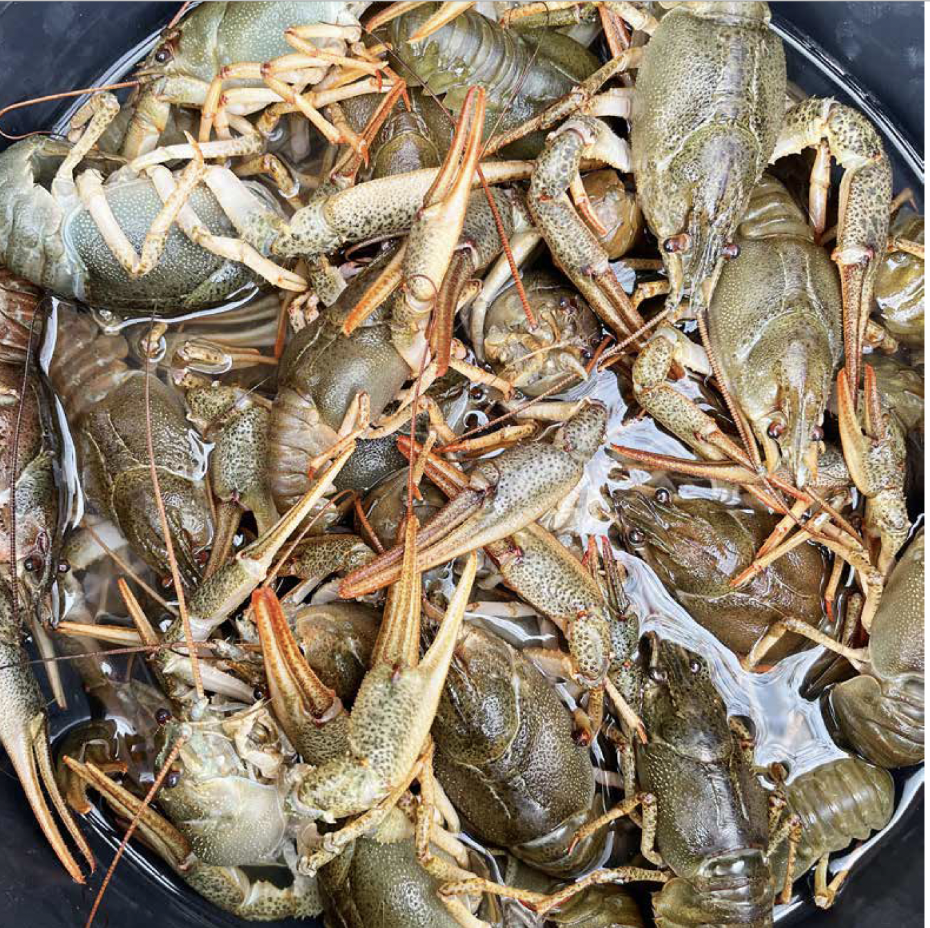 Captură de ecran din 2023-01-20 la 01.22.03